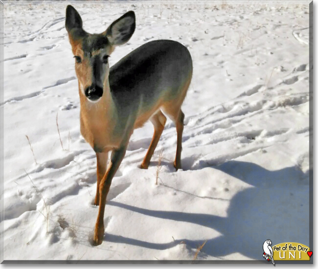 Uni the White-tailed Deer, the Pet of the Day