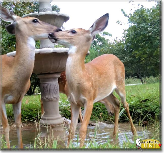 Uni the White-tailed Deer, the Pet of the Day