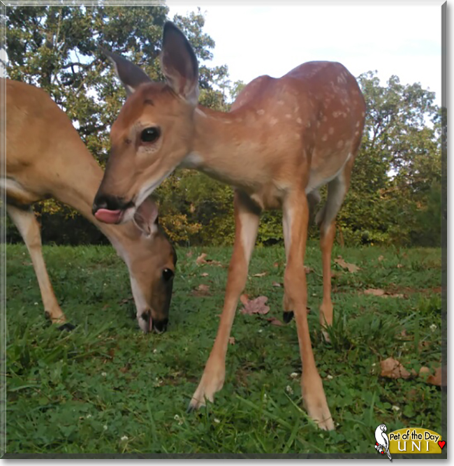 Uni the White-tailed Deer, the Pet of the Day