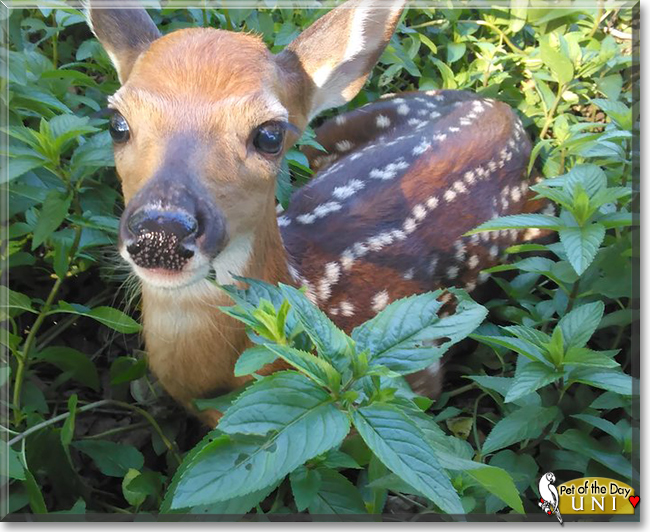 Uni the White-tailed Deer, the Pet of the Day
