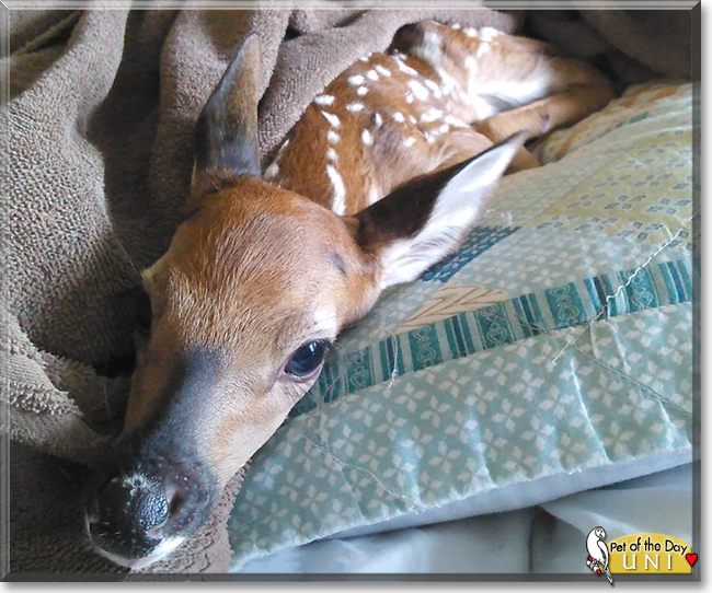 Uni the White-tailed Deer, the Pet of the Day