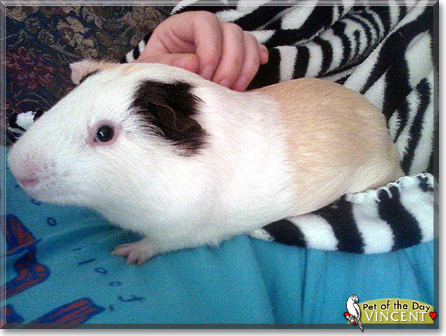 Vincent the Guinea Pig, the Pet of the Day