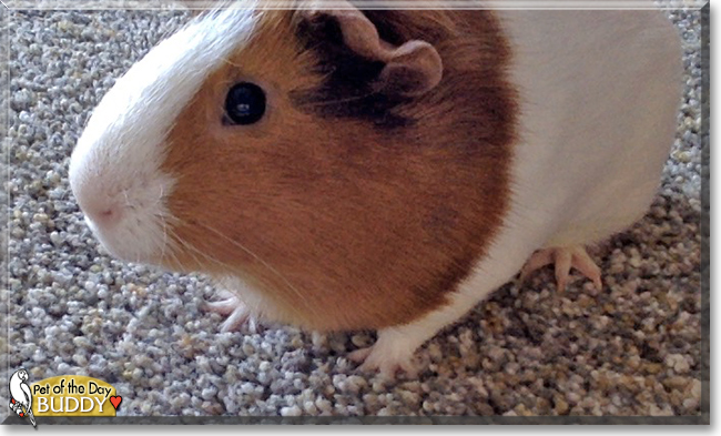 Buddy the American Guinea Pig, the Pet of the Day