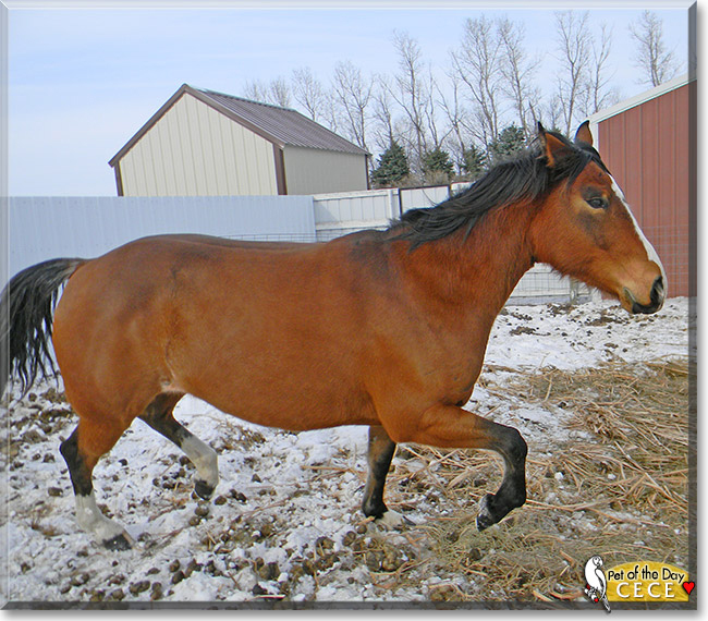 CeCe the Quarter Horse, Arabian cross, the Pet of the Day