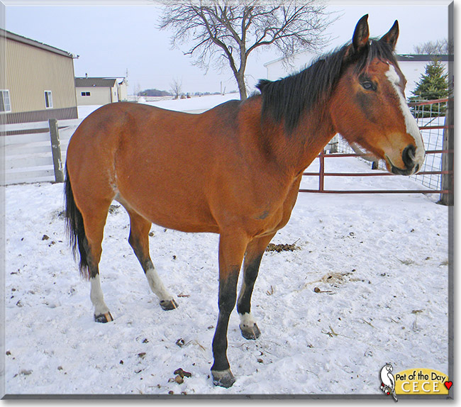CeCe the Quarter Horse, Arabian cross, the Pet of the Day