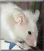 Taoko the Satin Fancy Mouse