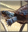 Trevor the Reeves Turtle