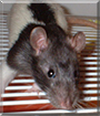 Akela the Hooded Rat
