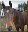 Scotty the American Quarter Horse