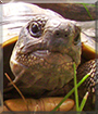 Bobo the Tortoise