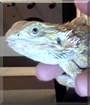 Zeus the Bearded Dragon