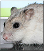 Ninni the Chinese Dwarf Hamster