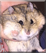 Hamakin Skywalker the Russian Dwarf Hamster