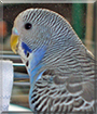 Billy the Budgerigar