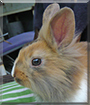 Gustav the Lionhead mix Rabbit