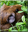 Whiskey the American Guinea Pig
