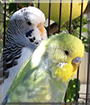 Sky, Sunny the Budgerigars