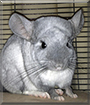 Luna the Chinchilla