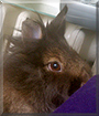 Lille the Lionhead Rabbit