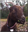 Olive the Nigerian Dwarf Goat