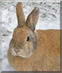 Linda the Rabbit