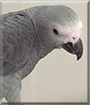 Princess Diana the Congo African Grey Parrot