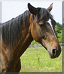 Savana the Horse