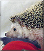 Hertha the African Pygmy Hedgehog