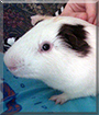 Vincent the Guinea Pig