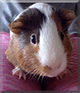 Buddy the American Guinea Pig