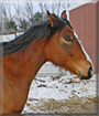 CeCe the Quarter Horse, Arabian cross