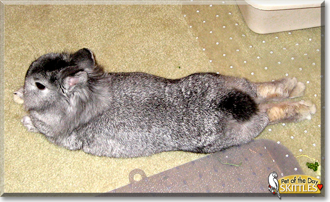 Skittles the Lionhead Rabbit,  the Pet of the Day