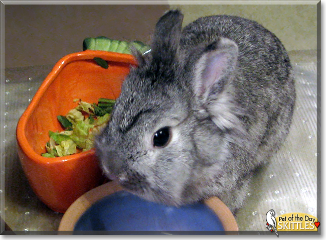 Skittles the Lionhead Rabbit,  the Pet of the Day