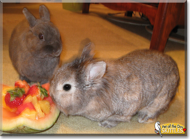 Skittles the Lionhead Rabbit,  the Pet of the Day