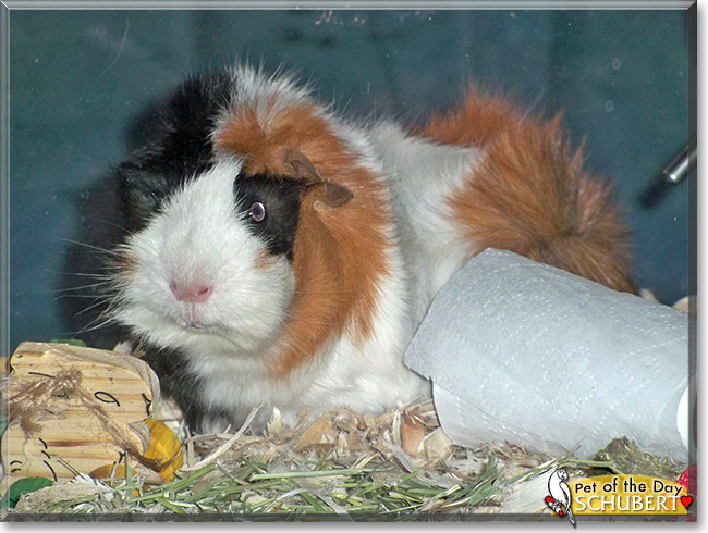 Schubert the Abyssinian Cavy (Guinea Pig),  the Pet of the Day