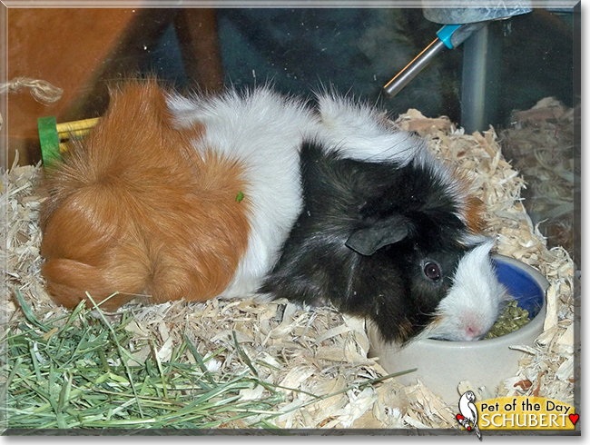 Schubert the Abyssinian Cavy (Guinea Pig),  the Pet of the Day