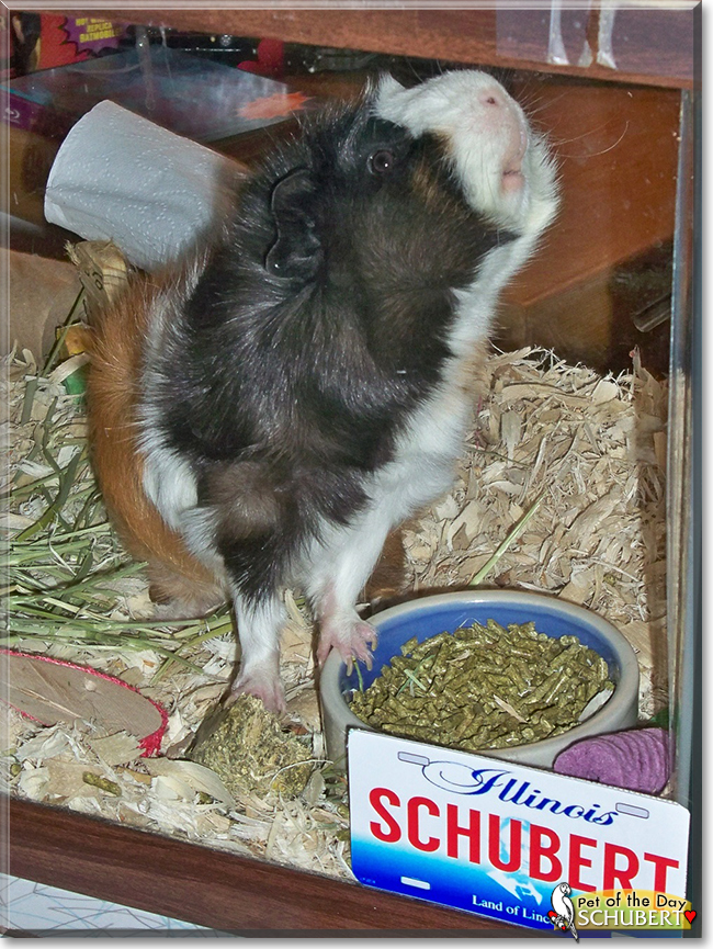 Schubert the Abyssinian Cavy (Guinea Pig),  the Pet of the Day
