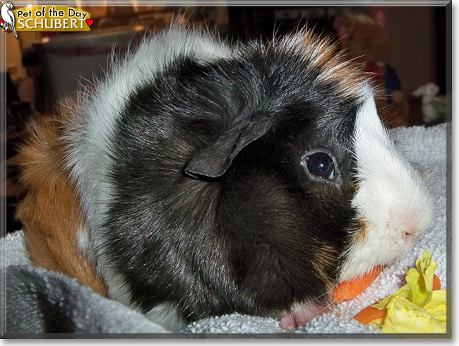 Schubert the Abyssinian Cavy (Guinea Pig),  the Pet of the Day