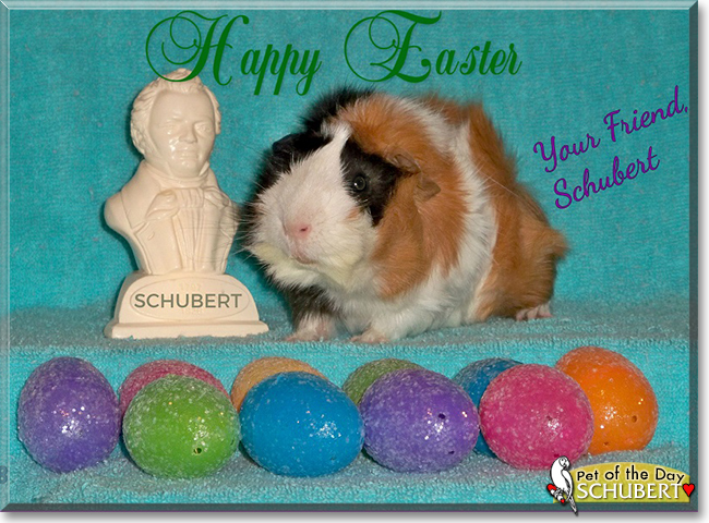 Schubert the Abyssinian Cavy (Guinea Pig),  the Pet of the Day