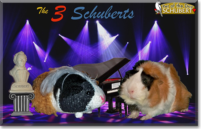 Schubert the Abyssinian Cavy (Guinea Pig),  the Pet of the Day
