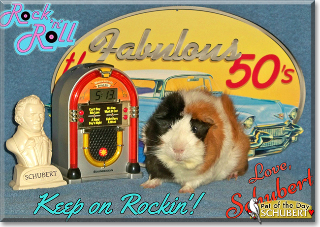 Schubert the Abyssinian Cavy (Guinea Pig),  the Pet of the Day
