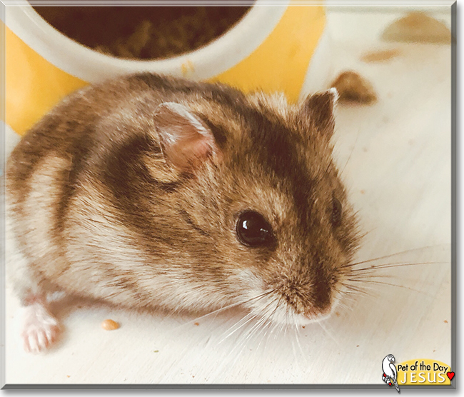 Jesus the Hamster,  the Pet of the Day