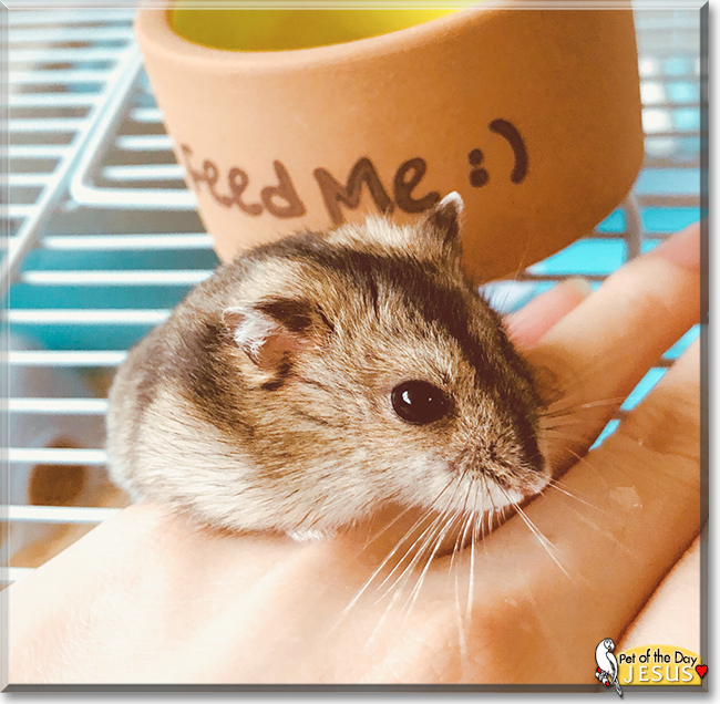 Jesus the Hamster,  the Pet of the Day