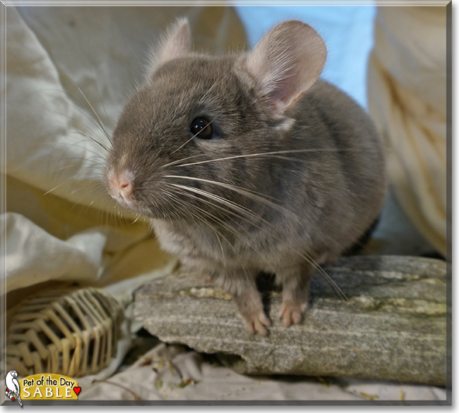 Sable the Chinchilla,  the Pet of the Day