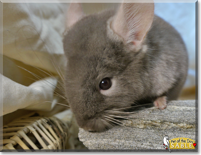 Sable the Chinchilla,  the Pet of the Day