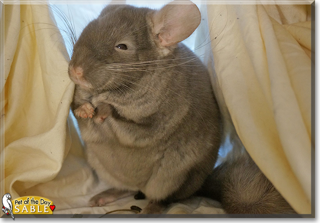 Sable the Chinchilla,  the Pet of the Day