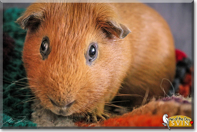 Svin the Guinea Pig,  the Pet of the Day