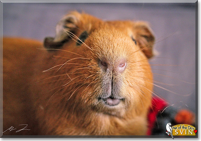 Svin the Guinea Pig,  the Pet of the Day