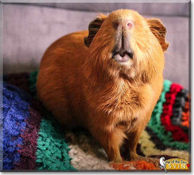 Svin the Guinea Pig,  the Pet of the Day