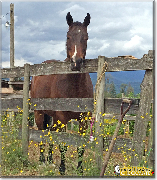 Checkmate the Anglo Arabian Horse,  the Pet of the Day